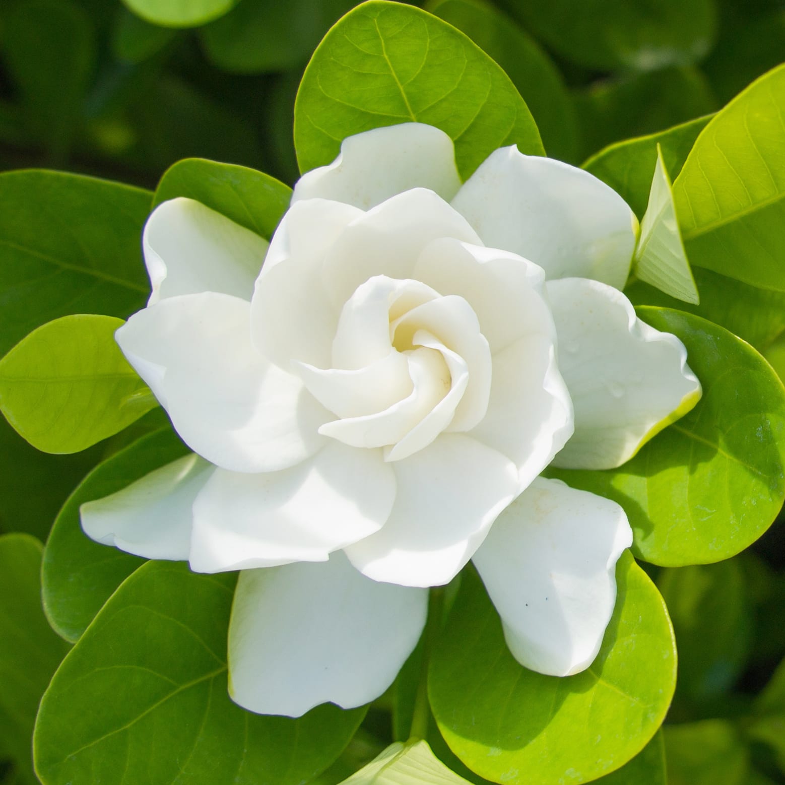 Hope Fragrances embraces the scent of gardenia