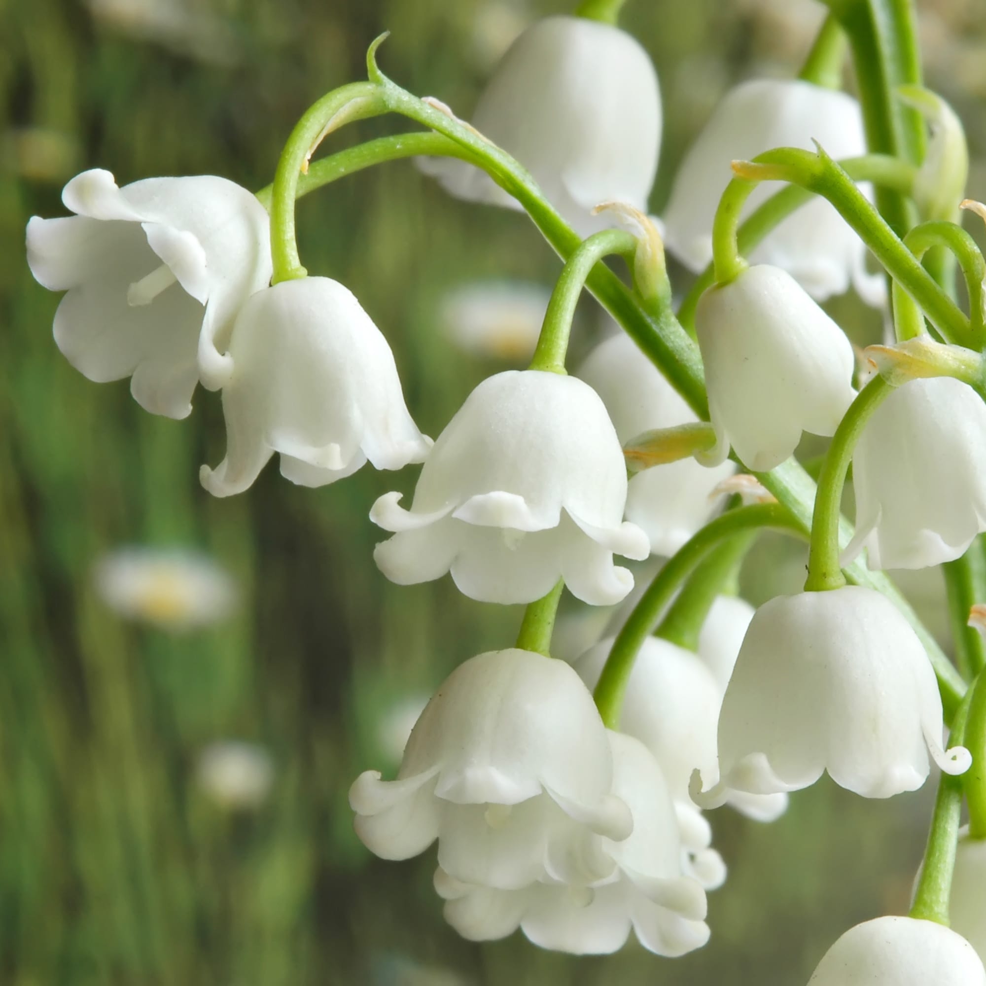 Hope Fragrances beautiful scent of lily of the valley